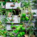 4 plantas trepadeiras que transformam paredes em obras de arte vivas