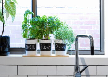 As 3 plantas que neutralizam cheiros fortes em cozinhas e lavanderias