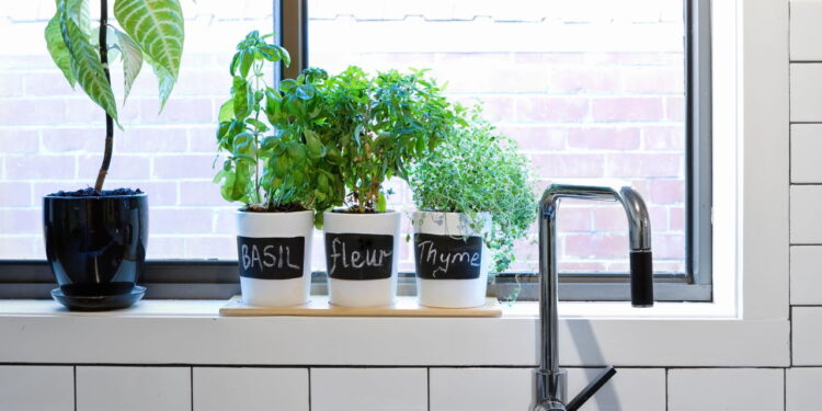 As 3 plantas que neutralizam cheiros fortes em cozinhas e lavanderias