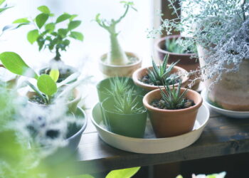 4 plantas exóticas que inspiram viagens imaginárias através da decoração