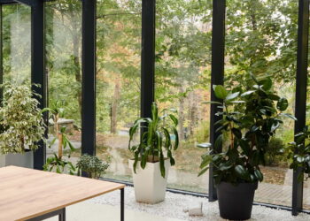 Plantas para cultivar em janelas para vistas revigorantes