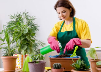 Plantas de fácil cuidado para iniciantes em casa