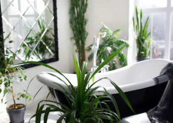 Plantas que absorvem umidade excessiva em banheiros
