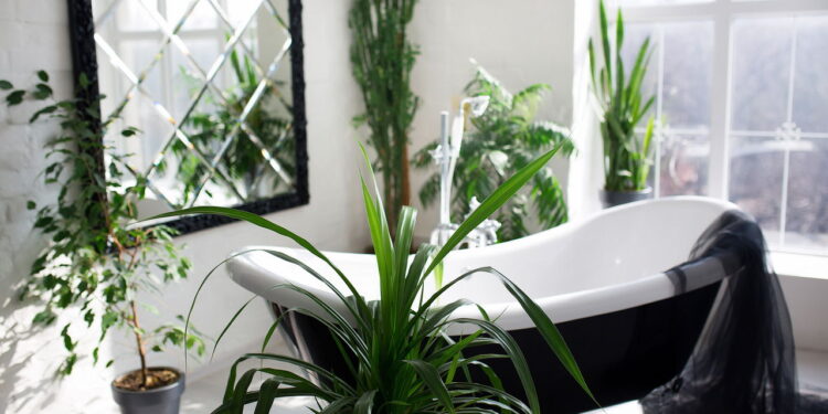 Plantas que absorvem umidade excessiva em banheiros
