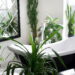 Plantas que absorvem umidade excessiva em banheiros
