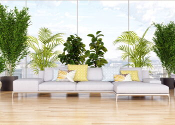 Plantas para lugares ensolarados em casa o ano todo