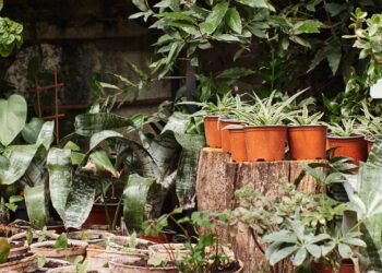 As 3 plantas que florescem sob a lua cheia do inverno