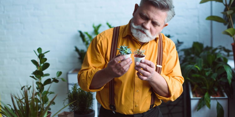 As 3 plantas que purificam o ar da sua casa sem esforço