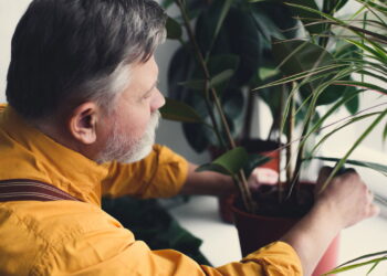 4 frutas tropicais que se adaptam a vasos e dão frutos abundantes