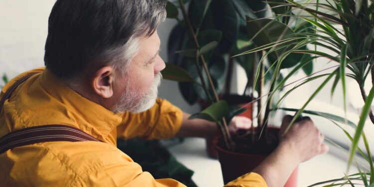4 frutas tropicais que se adaptam a vasos e dão frutos abundantes