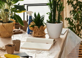 Essas plantas atraem foco e produtividade em tarefas cotidianas