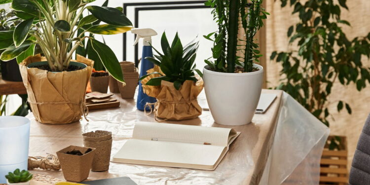 Essas plantas atraem foco e produtividade em tarefas cotidianas