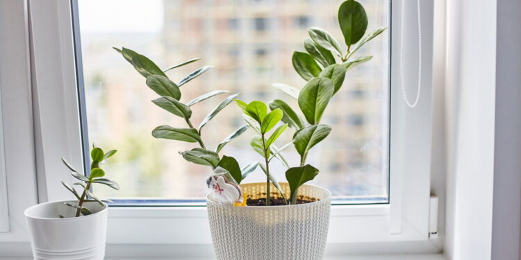 3 frutas delicadas que florescem em janelas e adoçam rituais de chá