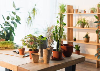 Melhores plantas para arranjar em mesas e criar refeições acolhedoras