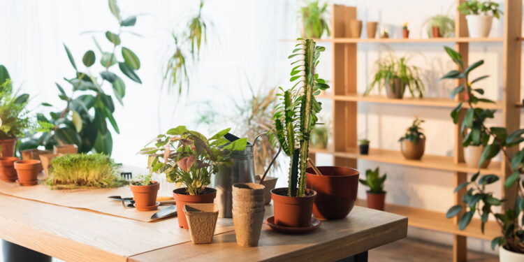 Melhores plantas para arranjar em mesas e criar refeições acolhedoras