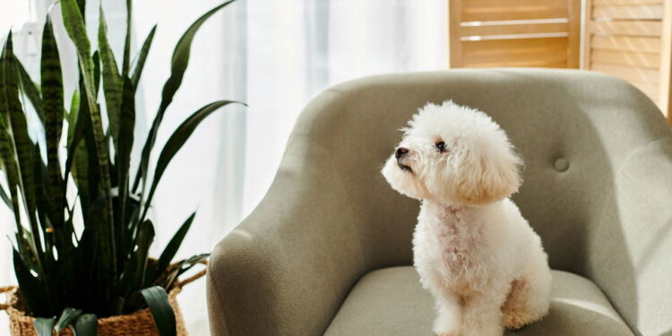 As plantas mais benéficas para pets revelam o poder contra o estresse animal