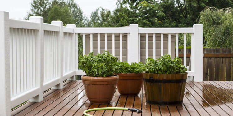 Plantas ideais com pouca rega para quem não tem muito tempo