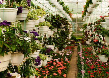 As 3 plantas que enfeitam seu jardim mesmo no inverno