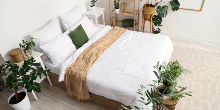 Plantas que prosperam em dormitórios e promovem rotinas matinais