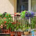 3 plantas que transformam varandas em espaços relaxantes e lindos