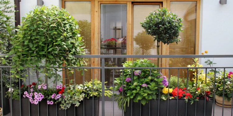 Plantas que adicionam privacidade natural a janelas e varandas