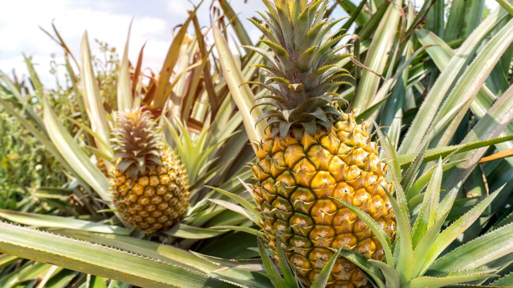 Cultivo simples do abacaxi mostra como ter fruta doce e saudável