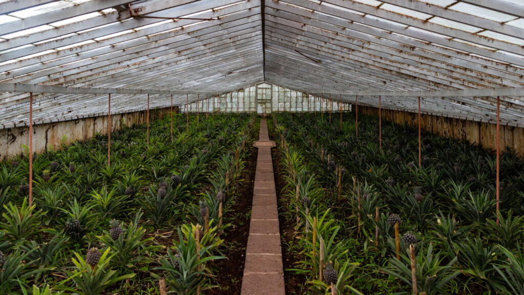 Cultivo simples do abacaxi mostra como ter fruta doce e saudável