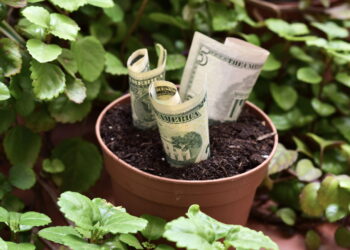 A planta mais poderosa do Feng Shui para atrair dinheiro e sorte