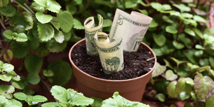 A planta mais poderosa do Feng Shui para atrair dinheiro e sorte