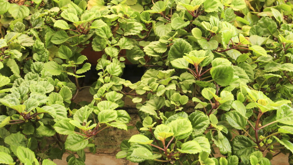 Energia equilibrada ao ser colocada próxima a janelas em meia-sombra