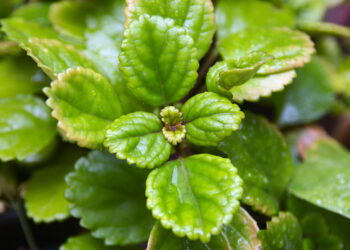 Plectranthus verticillatus