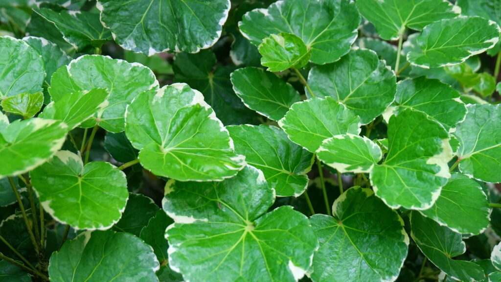 3 plantas que atraem dinheiro para você e para sua casa