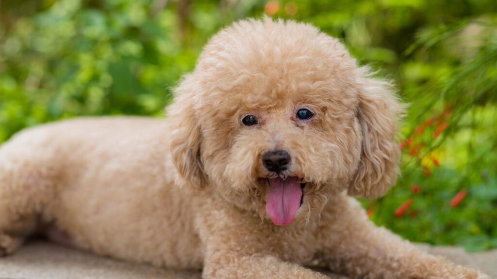 Qual raça de cachorro combina com você de acordo com seu mês de nascimento