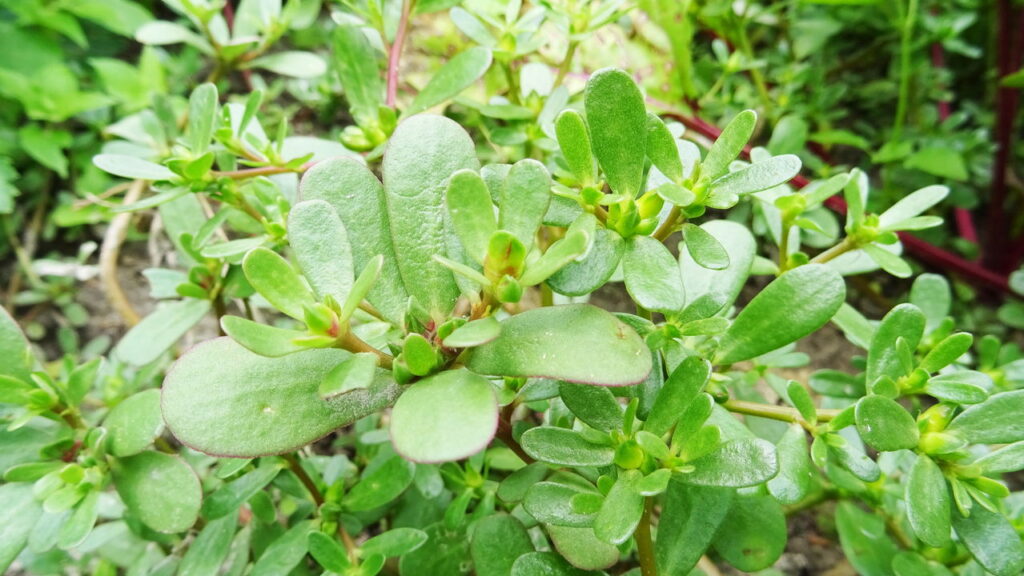 Plantas curativas pouco conhecidas e seus usos caseiros