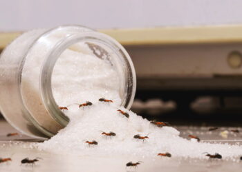 Truques simples de higiene que afastam pragas da cozinha