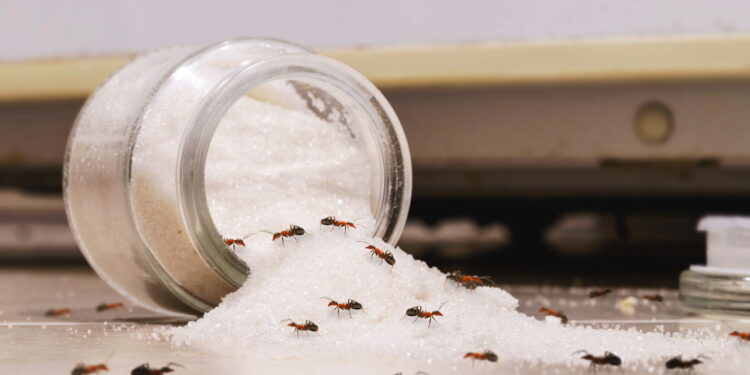 Truques simples de higiene que afastam pragas da cozinha