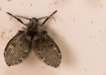 Qual o nome da mosquinha que fica no banheiro e para que ela serve