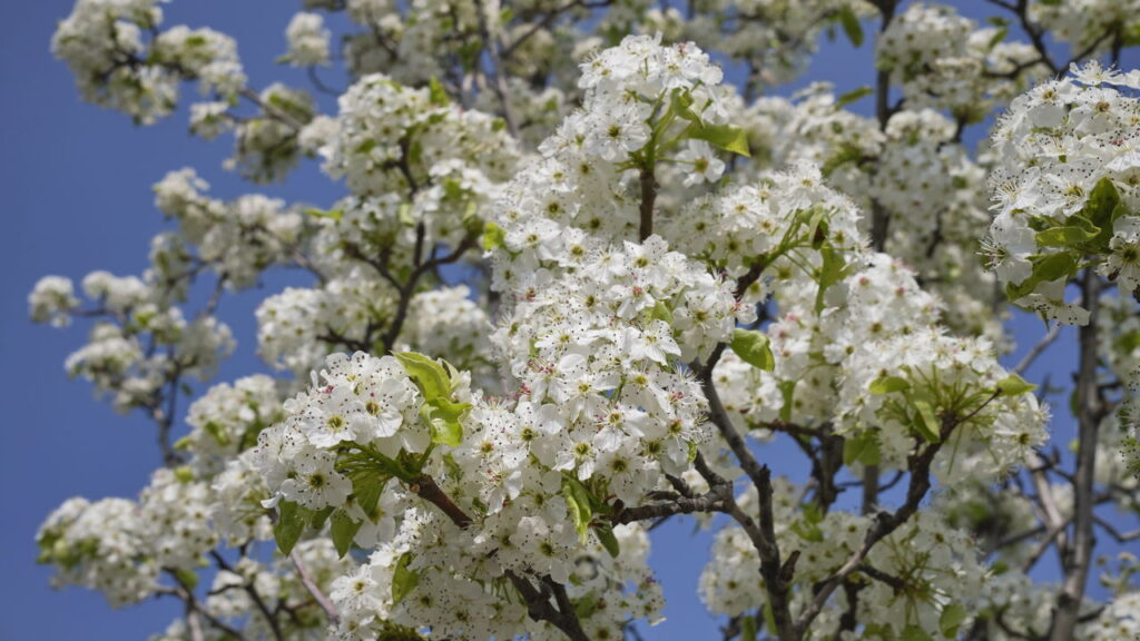 7 árvores que você deve evitar plantar no seu quintal a todo custo
