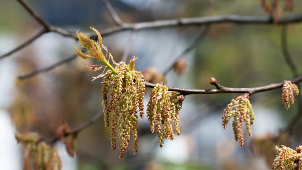 7 árvores que você deve evitar plantar no seu quintal a todo custo