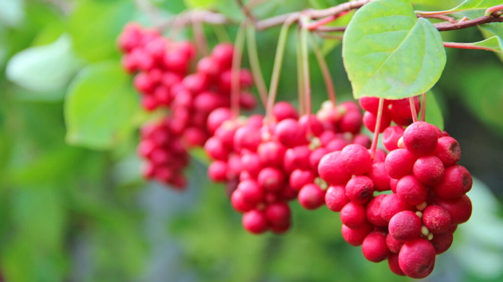 Essas 4 plantas aumentam resistência física e mental