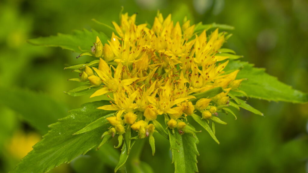 Essas 4 plantas aumentam resistência física e mental