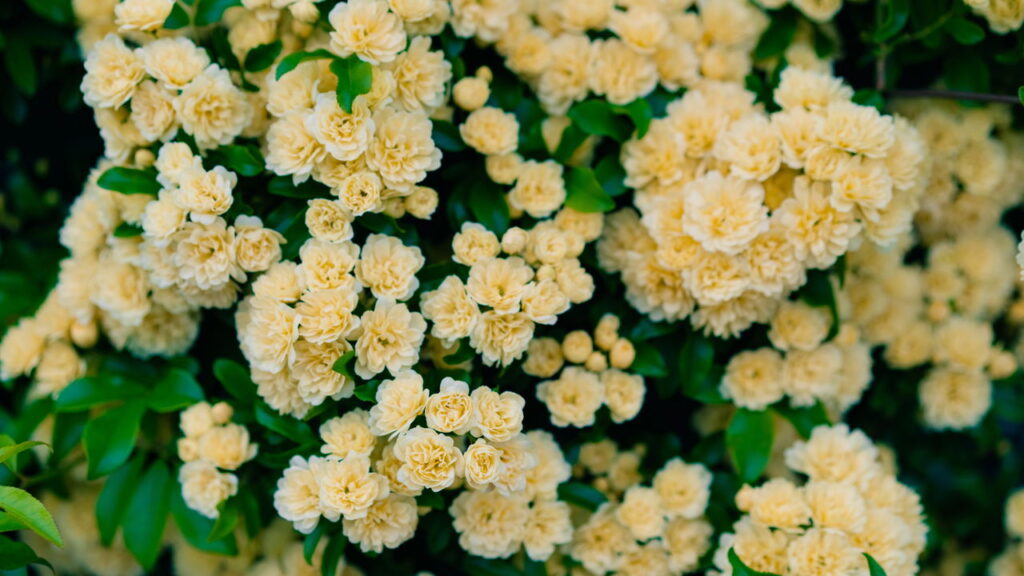 A planta trepadeira que floresce o ano todo e é ideal para criar cercas
