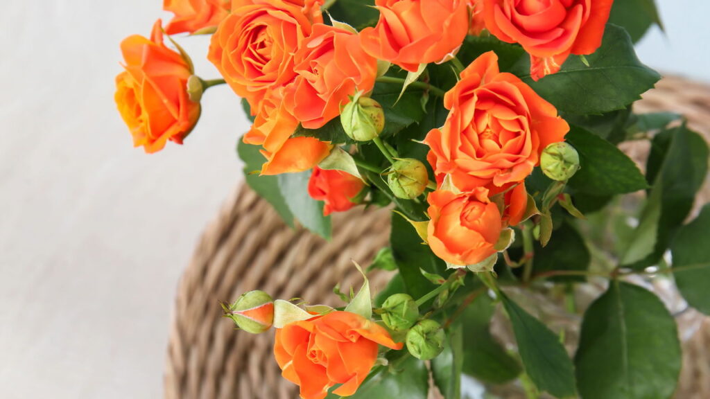 Essas plantas atraem diálogos positivos e resoluções pacíficas