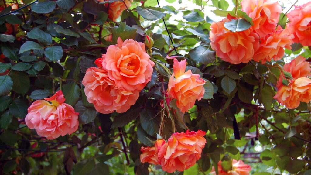3 flores perfumadas que deixam sua casa cheirosa o ano todo
