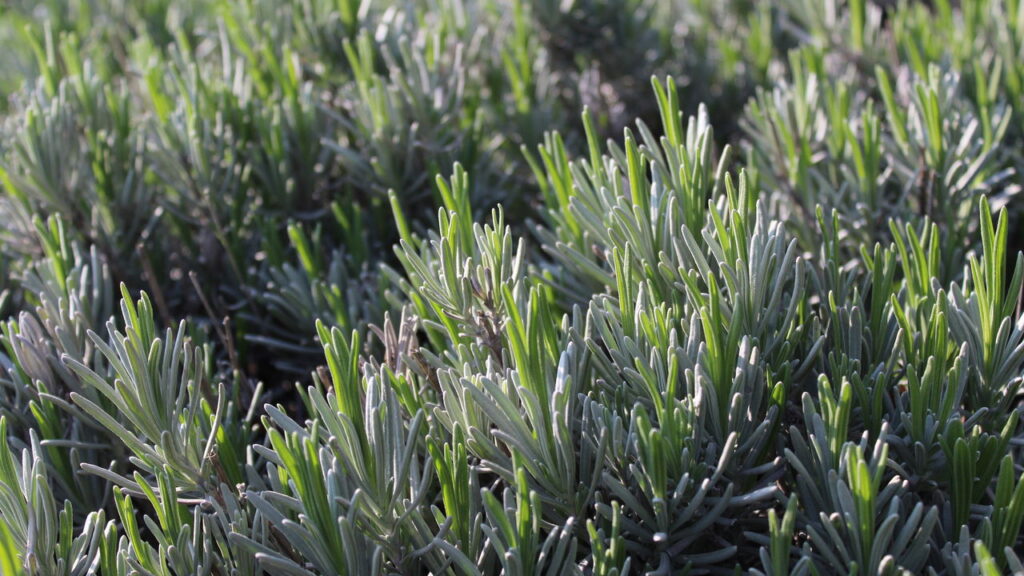 As plantas que afastam dores de cabeça e melhoram seu bem-estar