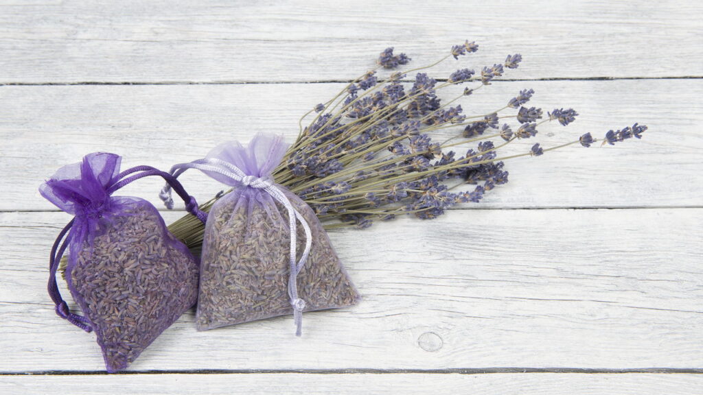 Plantas calmantes que aliviam ansiedade e ajudam a dormir