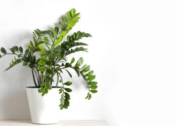 Plantas fáceis de cuidar que mudam o ambiente sem esforço e melhoram a qualidade do ar