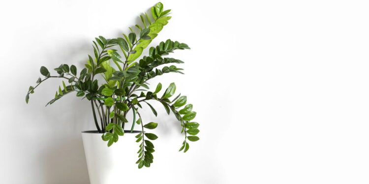 Samambaia no verão pode virar dor de cabeça e atrair pragas se ficar no lugar errado