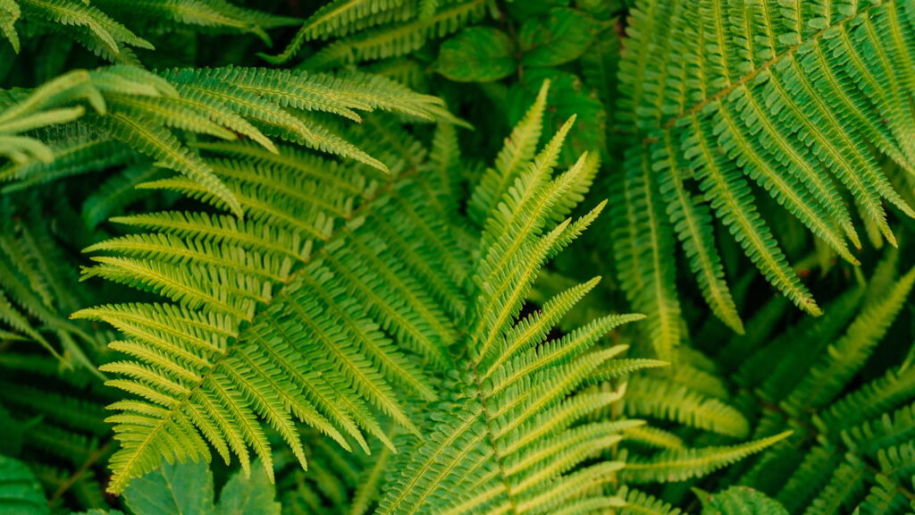 As 3 plantas que transformam banheiros úmidos em paraísos verdes