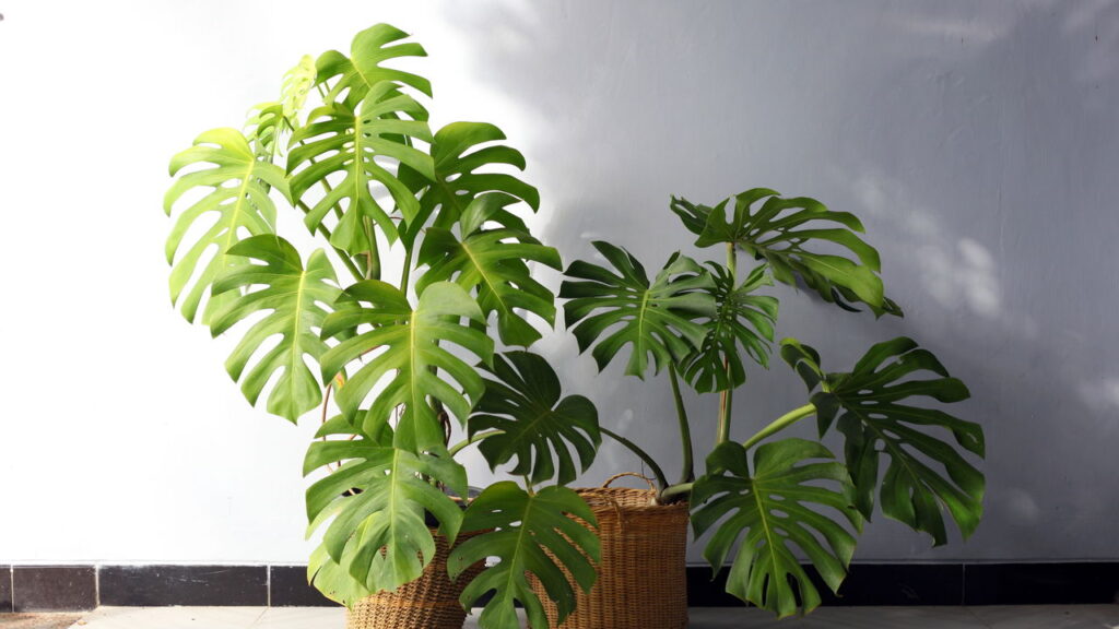 Plantas que acalmam o olhar criam um cantinho de paz dentro de casa